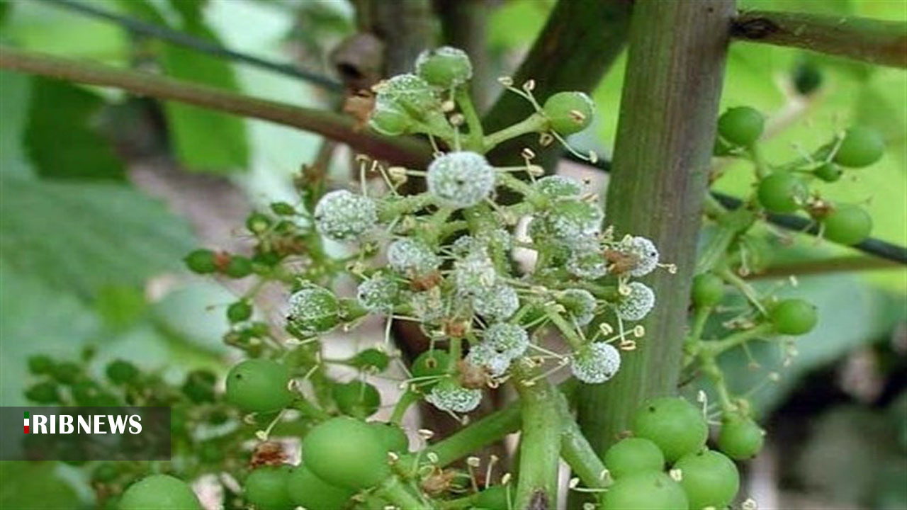 اعلام زمان مبارزه با نسل دوم کرم خوشه خوار انگور اعلام زمان مبارزه با نسل دوم کرم خوشه خوار انگور