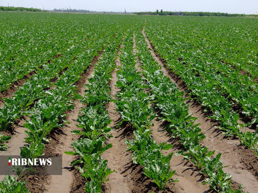 آغاز کشت ذرت در شوشتر آغاز کشت ذرت در شوشتر