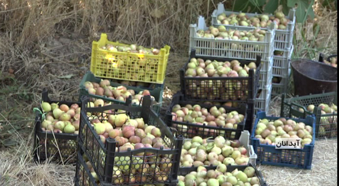 آغاز برداشت انجیر از باغات آبدانان آغاز برداشت انجیر از باغات آبدانان