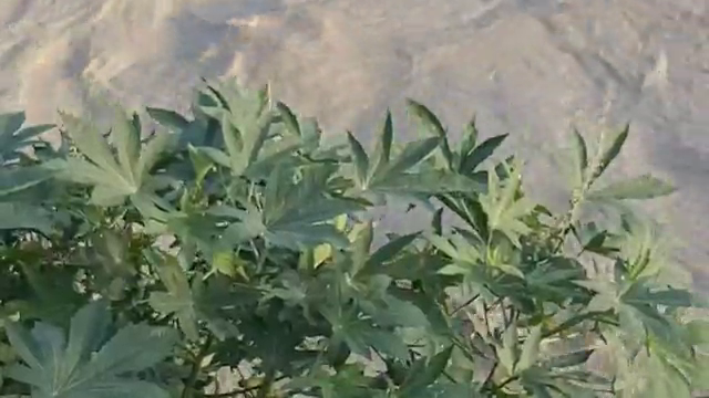 جای خالی 90 میلیارد تومان، کاجو بیاید یا نه ؟!!! جای خالی 90 میلیارد تومان، کاجو بیاید یا نه ؟!!!