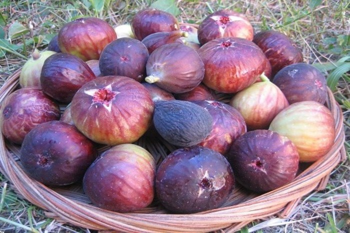 برداشت انجیر در دومین تولید کننده انجیر فارس