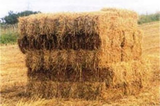 تولید سالانه ۳۰ هزار تن علوفه خشک در شهرستان سرایان تولید سالانه ۳۰ هزار تن علوفه خشک در شهرستان سرایان