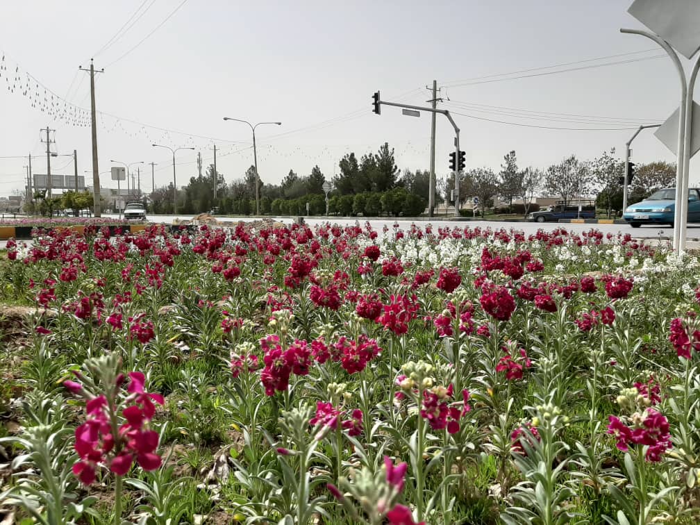 کاشت ۱۵ هزار متر مربع گل فصلی در سطح منطقه هفت شیراز کاشت ۱۵ هزار متر مربع گل فصلی در سطح منطقه هفت شیراز