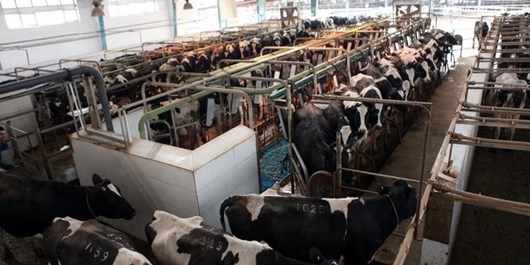 افزایش تولید شیر خام در مرودشت