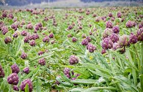 گیاه دارویی آرتیشو یا کنگر فرنگی