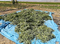 مریم گلی در مرودشت به بار نشست مریم گلی در مرودشت به بار نشست