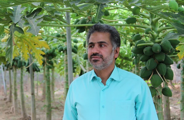 پاپایا کمی بالاتر از خط استوا پاپایا کمی بالاتر از خط استوا