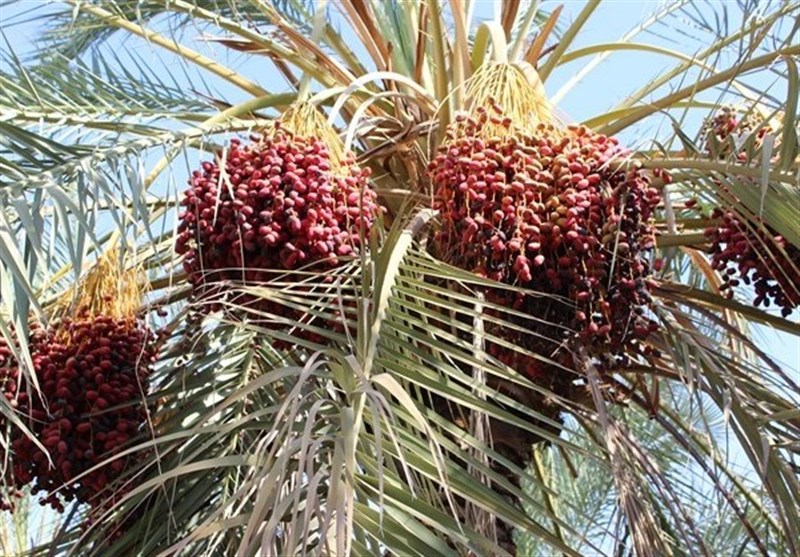 خرمای نوبرانه خراسان جنوبی در راه بازار خرمای نوبرانه خراسان جنوبی در راه بازار