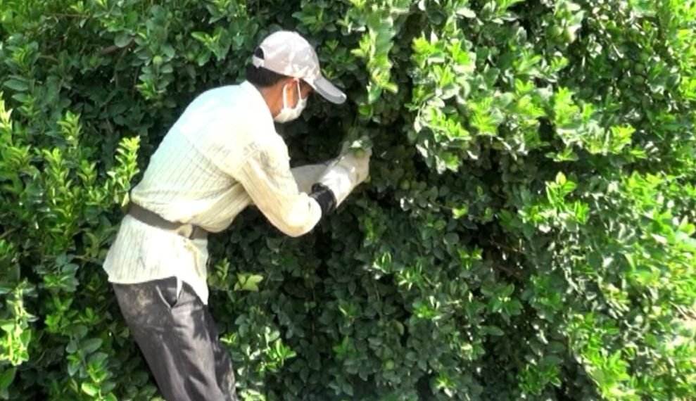 ۵۵ هزار تن لیموترش در استان بوشهر برداشت میشود ۵۵ هزار تن لیموترش در استان بوشهر برداشت میشود