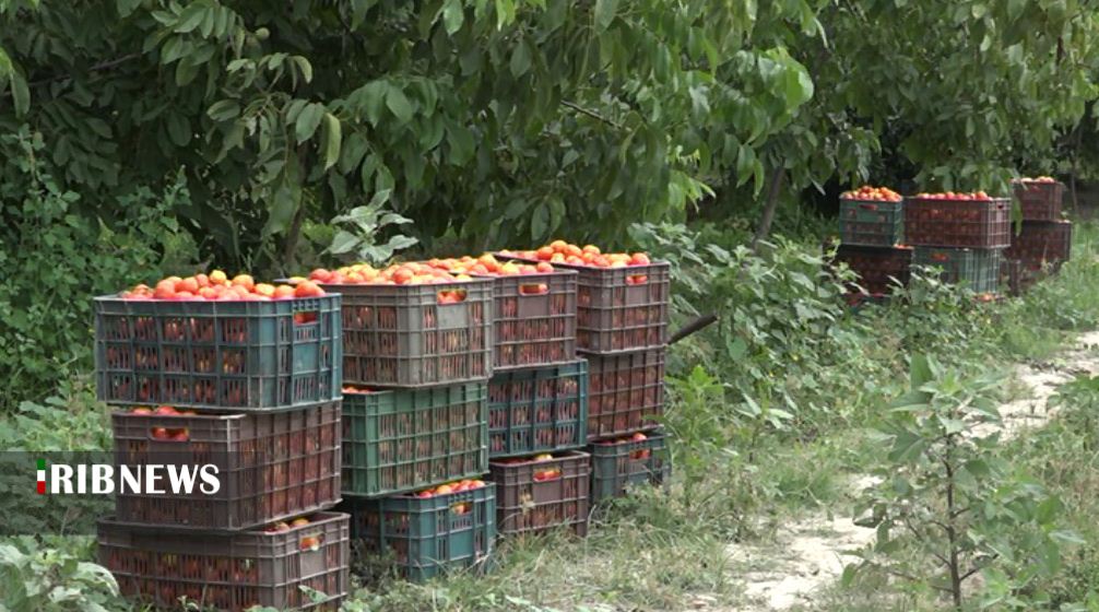 چوبِ حَراج؛ این بار بر دست رَنجِ گوجه کاران