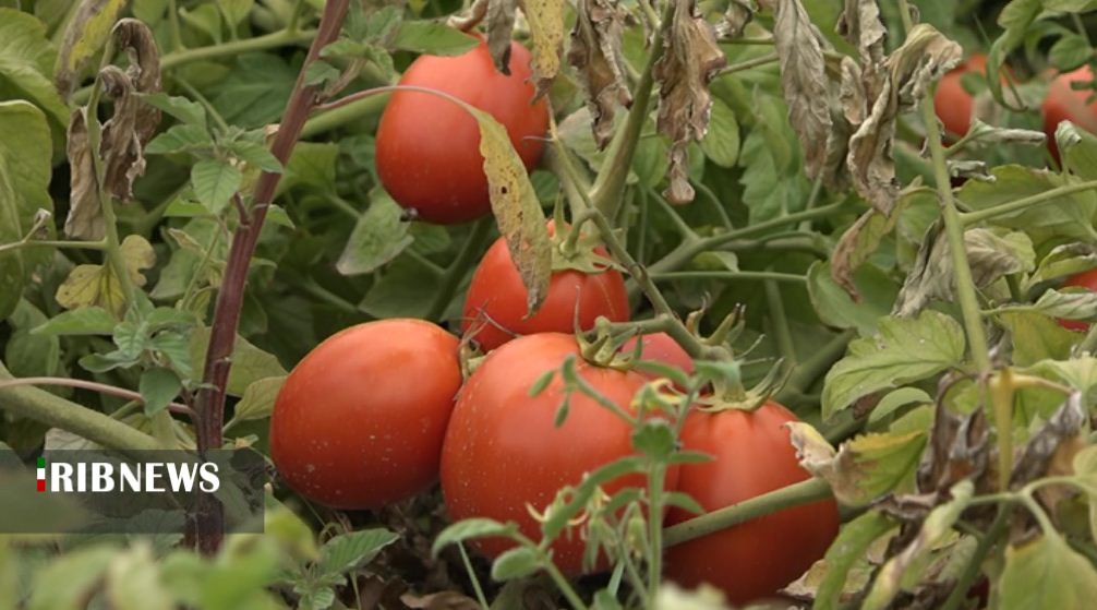 چوبِ حَراج؛ این بار بر دست رَنجِ گوجه کاران