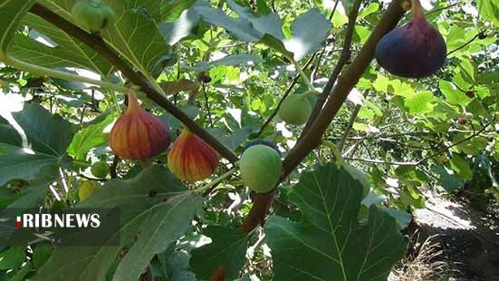 آغاز برداشت انجیر از باغات آغاز برداشت انجیر از باغات