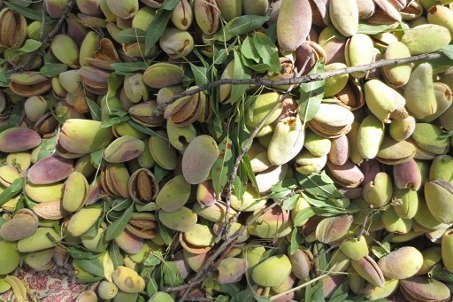 آغاز برداشت بادام در مرودشت آغاز برداشت بادام در مرودشت