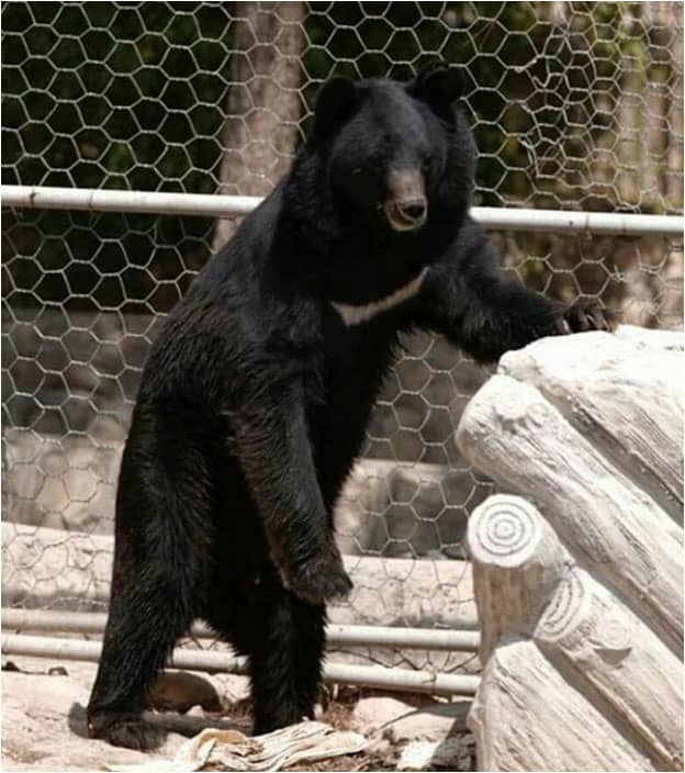 علت مرگ خرس سیاه باغ وحش شیراز در دست بررسی است علت مرگ خرس سیاه باغ وحش شیراز در دست بررسی است