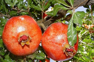 تولید چهار هزار و ۵۰۰ تن انار در گلوگاه تولید چهار هزار و ۵۰۰ تن انار در گلوگاه