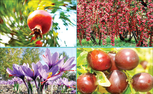 خسارت ۲۰ تا ۸۰ درصدی تنش‌های زیستی و غیر زیستی به محصولات باغی