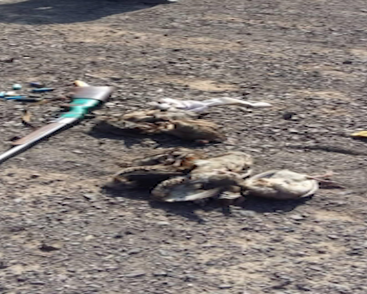 دستگیری متخلف شکار پرندگان