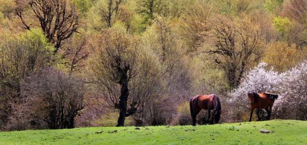سفر فراموش نشدنی به جا‌های دیدنی جاده هراز