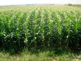 تولید ذرت علوفهای در مرودشت تولید ذرت علوفهای در مرودشت