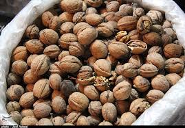 افزایش ۳۰ درصدی تولید گردو در چهارمحال و بختیاری