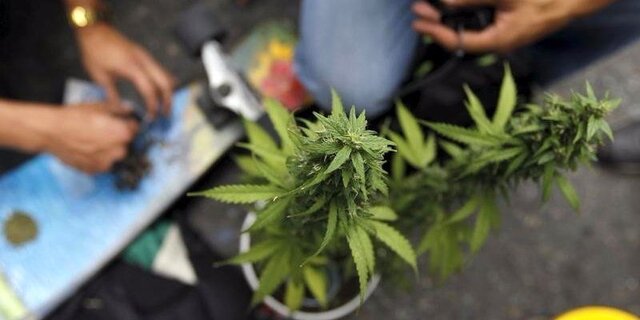 کشف ماریجوانا در کرمانشاه کشف ماریجوانا در کرمانشاه