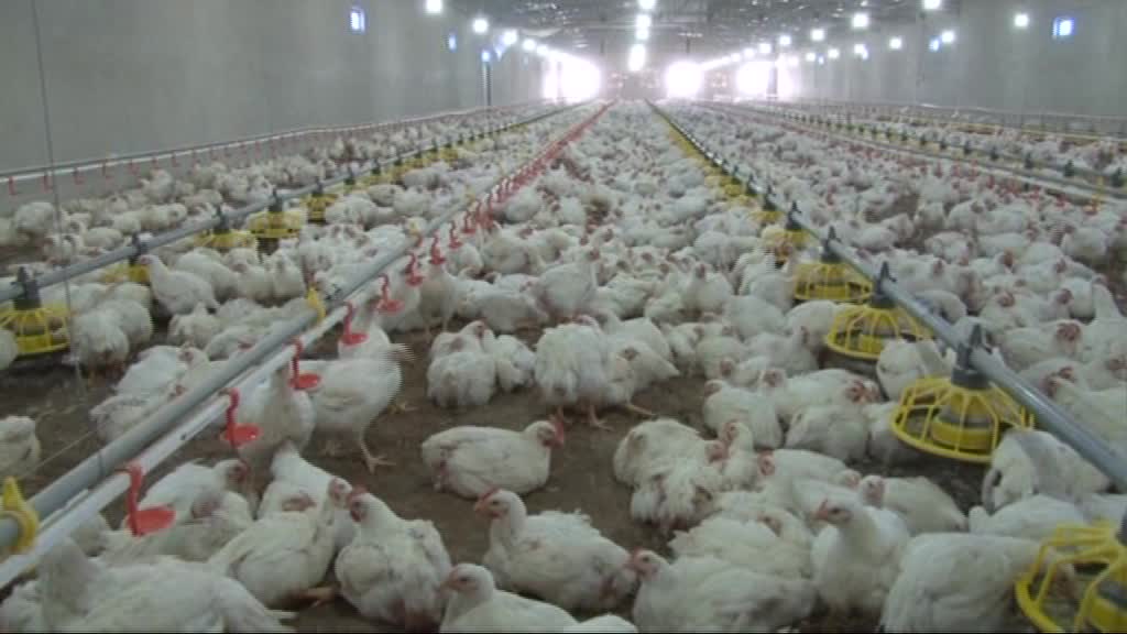 تولید 12 هزار تن گوشت مرغ در مرغداری‌های خراسان جنوبی