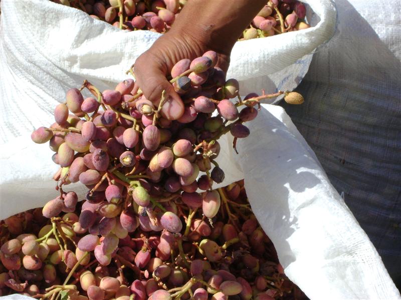 ۱۷ تن پسته از باغات شهرستان گیلانغرب برداشت شد ۱۷ تن پسته از باغات شهرستان گیلانغرب برداشت شد