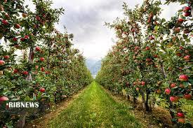 برداشت محصولات پاییزه باغی توسط 40هزار بهره بردار برداشت محصولات پاییزه باغی توسط 40هزار بهره بردار