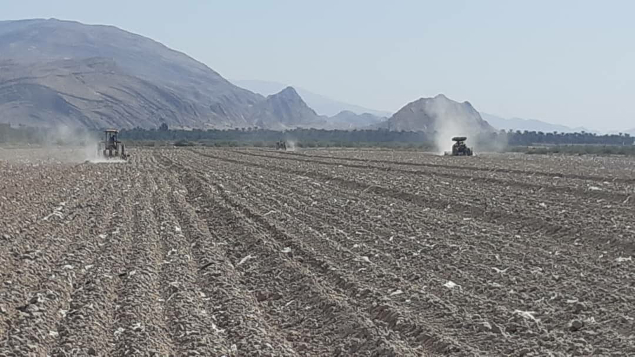 کاشت چغندر پاییزه در سرپلذهاب کاشت چغندر پاییزه در سرپلذهاب