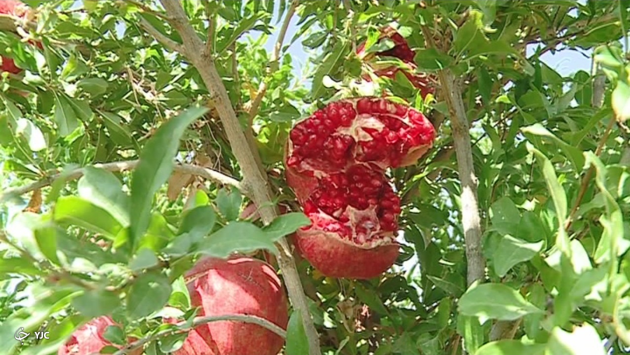 یاقوتهای سرخ ساوه در راه بازارهای داخلی و خارجی یاقوتهای سرخ ساوه در راه بازارهای داخلی و خارجی