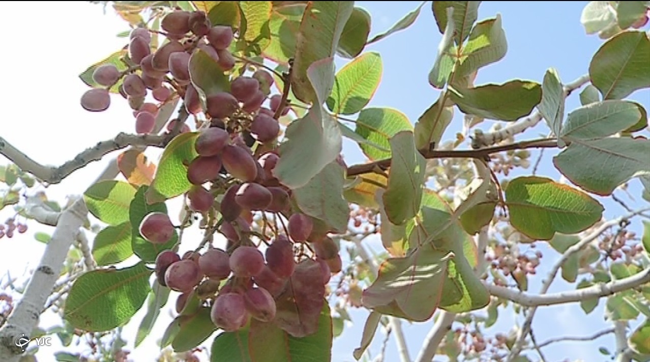 برداشت خندان های صادراتی، ارمغان سفره پرسخاوت کویر