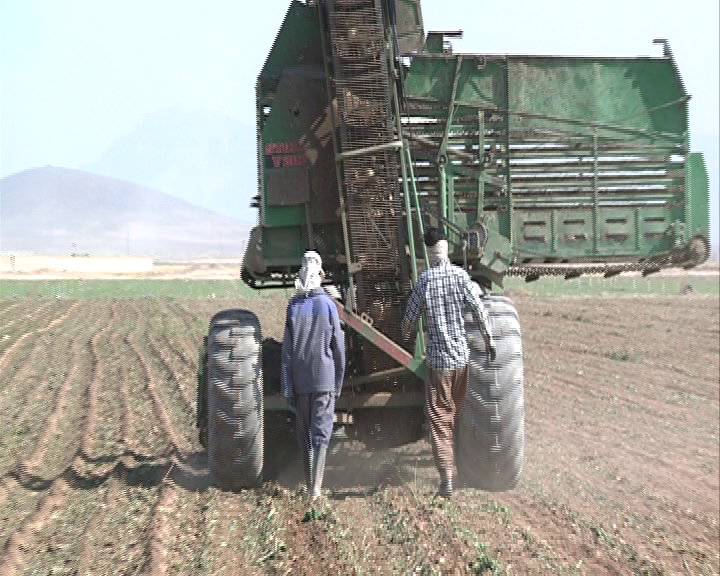 برداشت چغندرقند از مزارع استان مرکزی برداشت چغندرقند از مزارع استان مرکزی