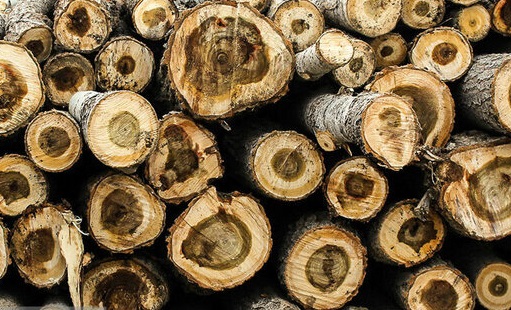 کشف ۵۰ تن چوب درخت قاچاق در اهر و هوراند