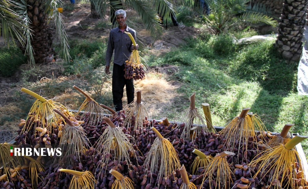 غذای بحران گرفتار در بحران