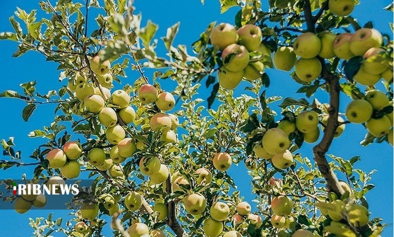 اقتصاد به روایت تصاویر ۵ آبان ۹۹ اقتصاد به روایت تصاویر ۵ آبان ۹۹