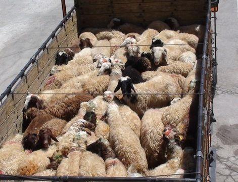 کشف ۳۰ راس دام قاچاق در پاوه کشف ۳۰ راس دام قاچاق در پاوه