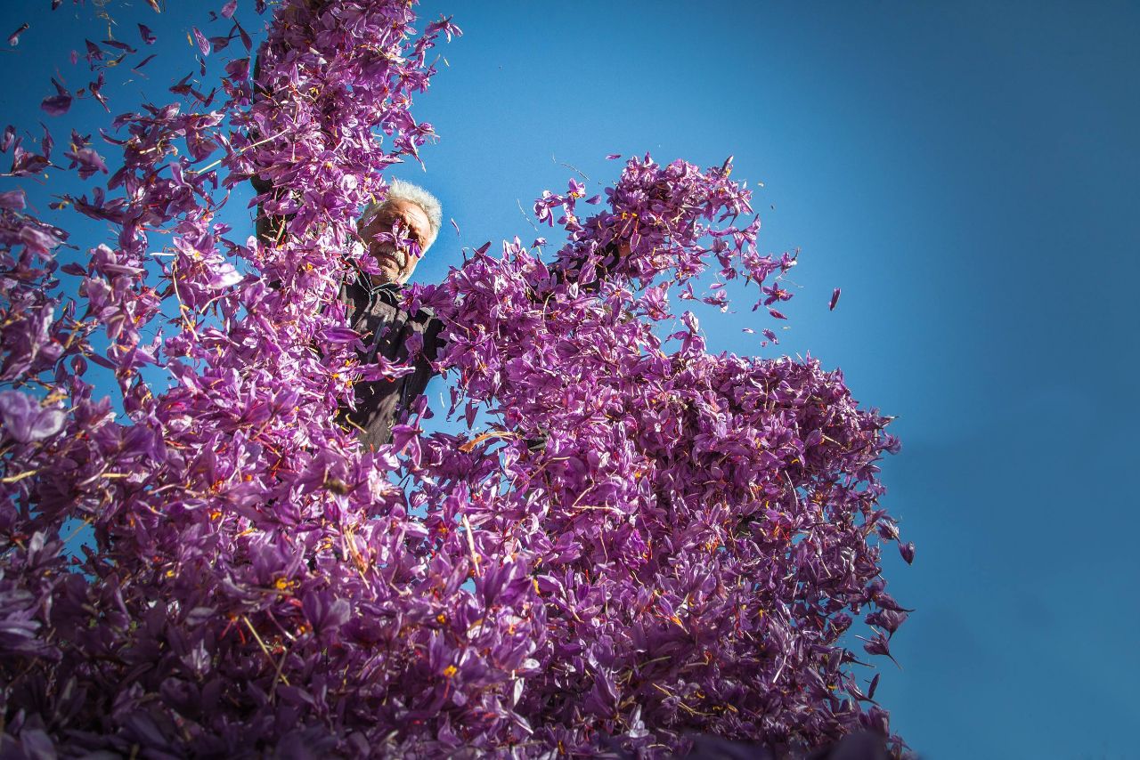 رنج زعفران کار؛ گنج دلال رنج زعفران کار؛ گنج دلال