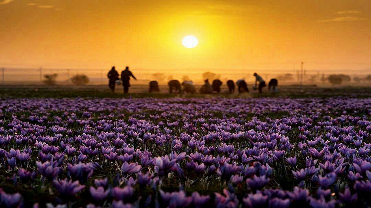 رنج زعفران کار؛ گنج دلال رنج زعفران کار؛ گنج دلال