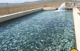 تولید سالانه 90 تن ماهی در سربیشه