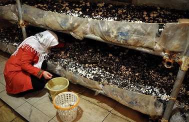 تولید بیش از 4 هزار تن قارچ در گیلان