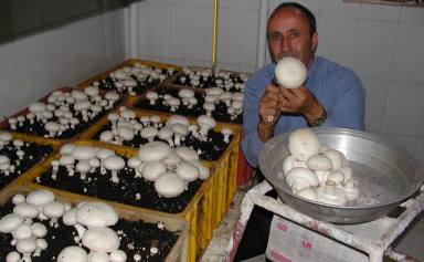 تولید بیش از 4 هزار تن قارچ در گیلان