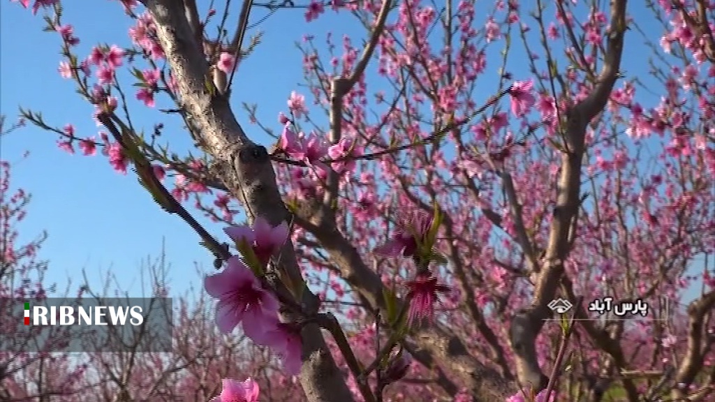 گلدهی خیره کننده باغات مغان نوید سالی پربار