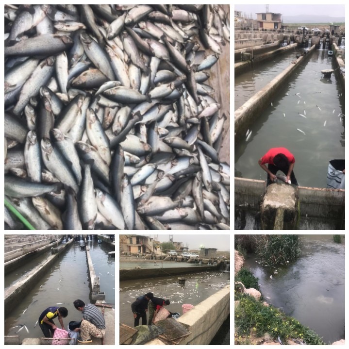 گزارش مکتوب:ماهی&zwnj;ها، زِنده زِنده مُردند