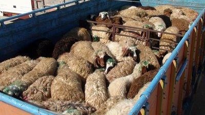 محکومیت متهم قاچاق ۳۶ راس گوسفند در فردوس