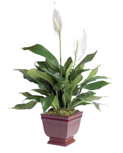 بهترین گیاهان برای تصفیه هوای داخل خانه