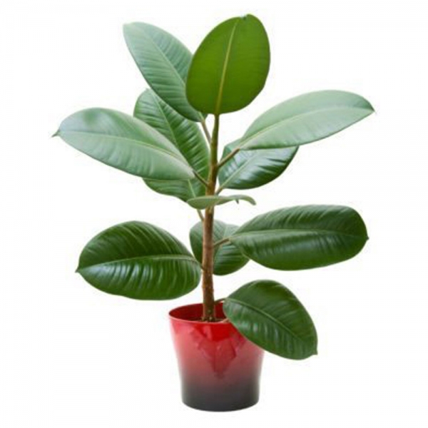 بهترین گیاهان برای تصفیه هوای داخل خانه