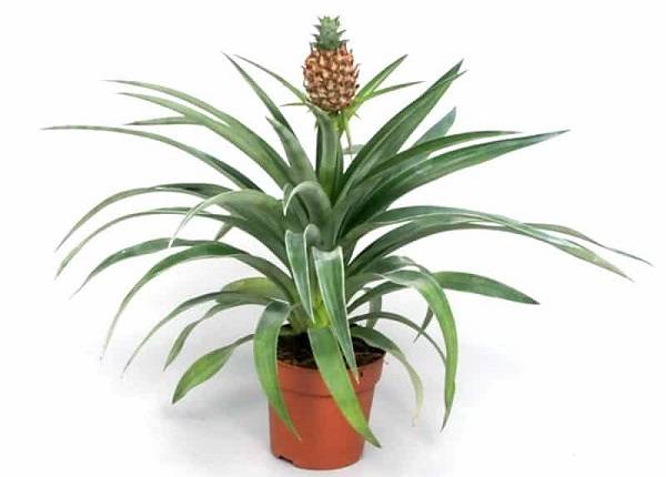 بهترین گیاهان برای تصفیه هوای داخل خانه