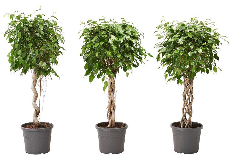 بهترین گیاهان برای تصفیه هوای داخل خانه