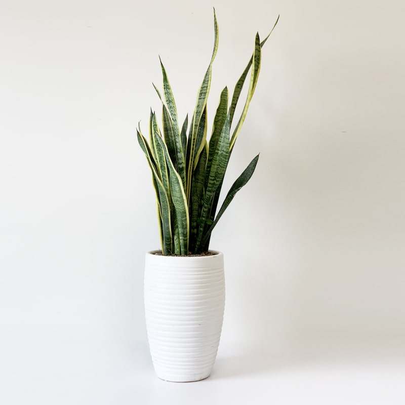 بهترین گیاهان برای تصفیه هوای داخل خانه