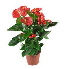 بهترین گیاهان برای تصفیه هوای داخل خانه